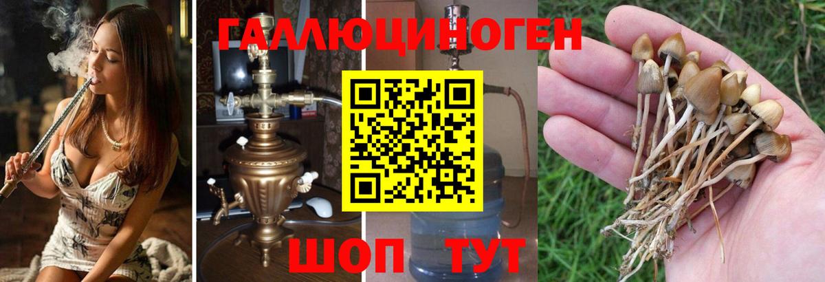 Галлюциногенные грибы Psilocybe  Галлюциногенные грибы Psilocybe  Астрахань  Вход с VPN 